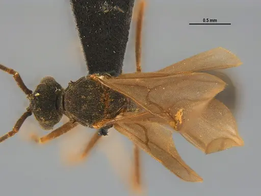 Mycocepurus goeldii - UFV-LABECOL-004883