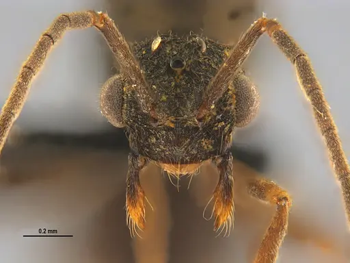 Mycocepurus goeldii - UFV-LABECOL-004883