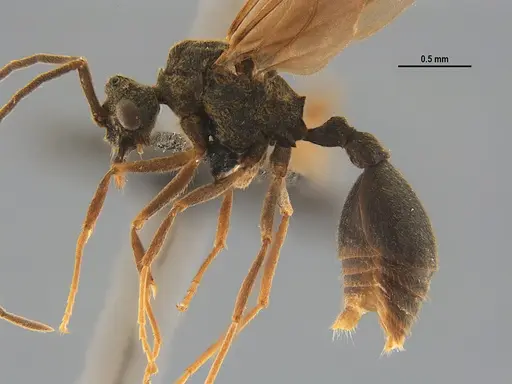 Mycocepurus goeldii - UFV-LABECOL-004883