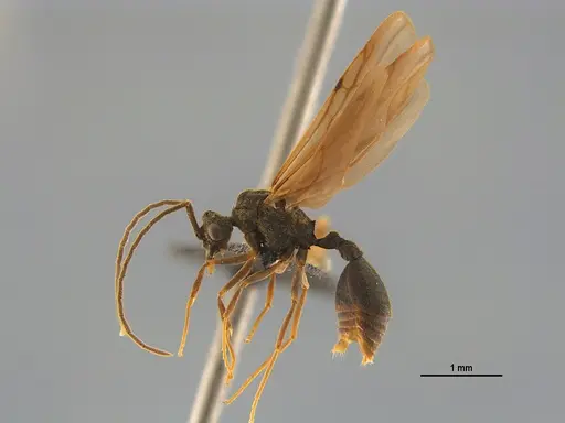 Mycocepurus goeldii - UFV-LABECOL-004883