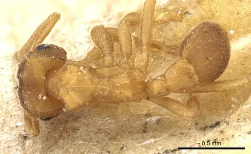 Mycocepurus obsoletus specimen