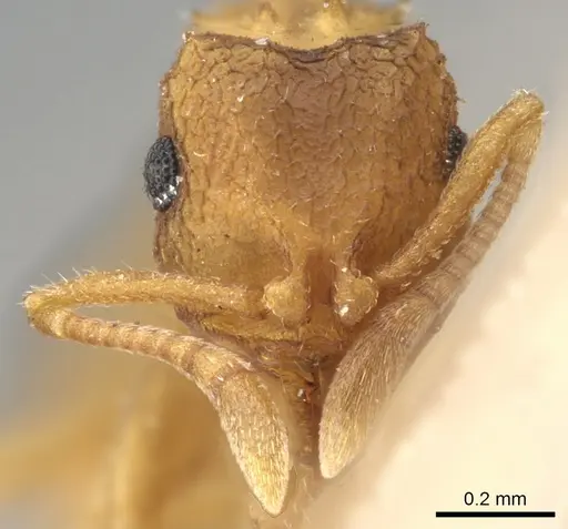 Mycocepurus obsoletus specimen