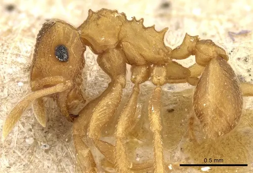 Mycocepurus obsoletus specimen