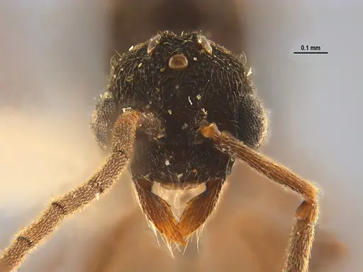 Mycocepurus smithii specimen