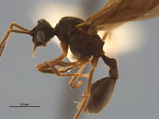 Mycocepurus smithii specimen