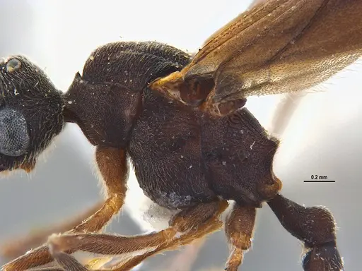 Mycocepurus smithii - ANTWEB1047310
