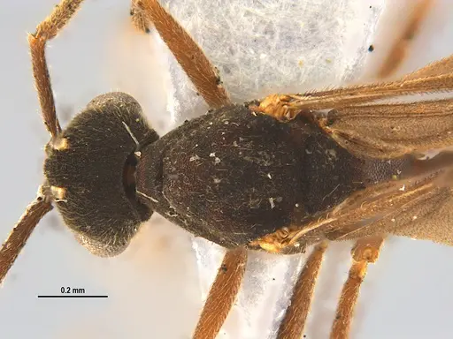 Mycocepurus smithii - ANTWEB1047333