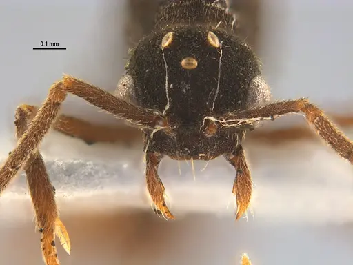 Mycocepurus smithii - ANTWEB1047333