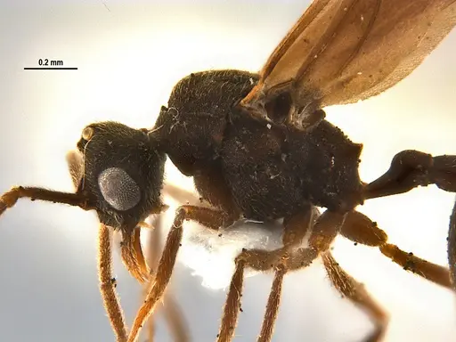 Mycocepurus smithii - ANTWEB1047333