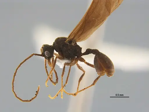 Mycocepurus smithii - ANTWEB1047333