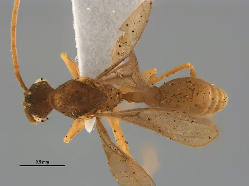 Mycocepurus smithii - ANTWEB1047340