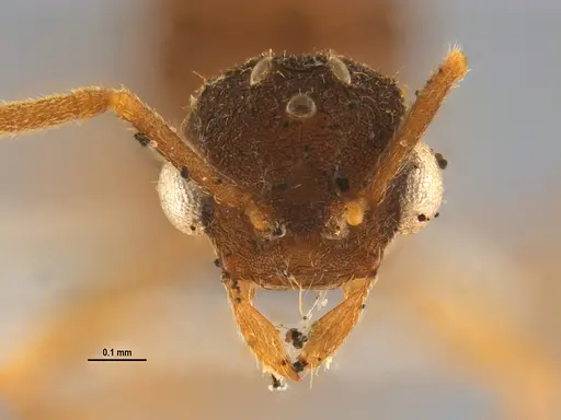 Mycocepurus smithii - ANTWEB1047340