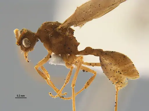 Mycocepurus smithii - ANTWEB1047340