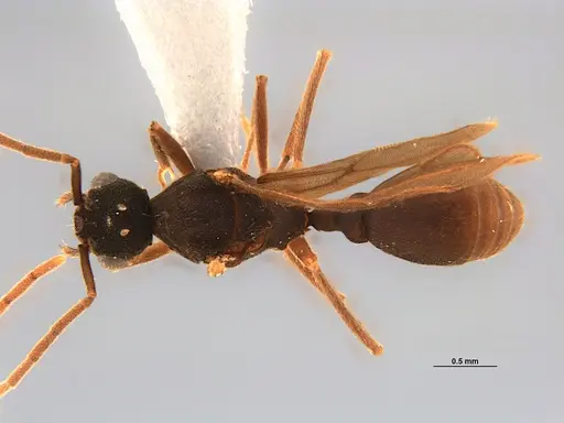 Mycocepurus smithii - ANTWEB1047342
