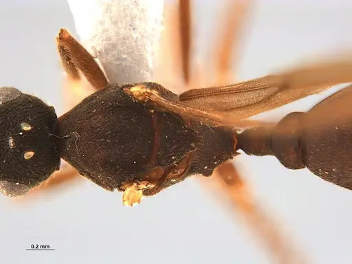 Mycocepurus smithii - ANTWEB1047342