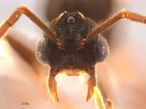 Mycocepurus smithii - ANTWEB1047342