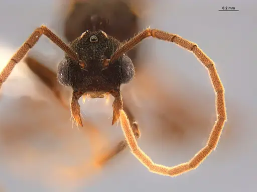 Mycocepurus smithii - ANTWEB1047342