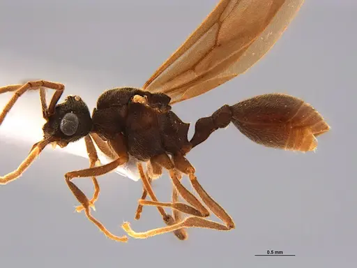 Mycocepurus smithii - ANTWEB1047342