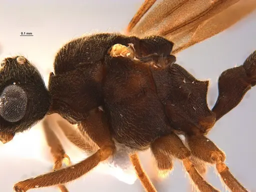 Mycocepurus smithii - ANTWEB1047342