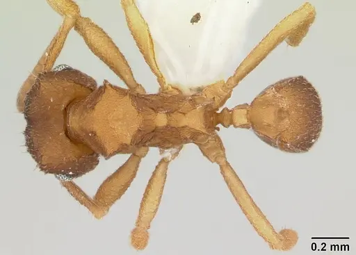 Mycocepurus smithii - CASENT0173989