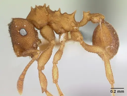 Mycocepurus smithii - CASENT0173989