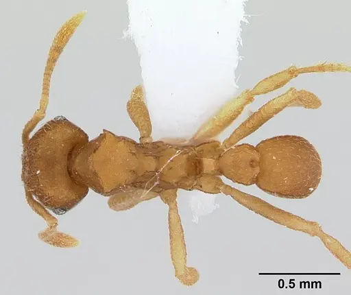 Mycocepurus smithii - CASENT0179467