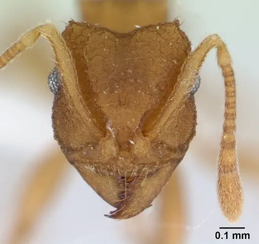 Mycocepurus smithii - CASENT0179467