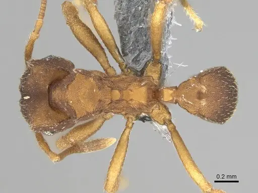 Mycocepurus smithii - CASENT0729773