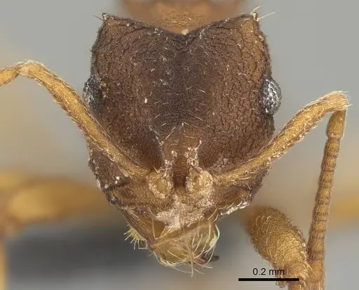 Mycocepurus smithii - CASENT0729773