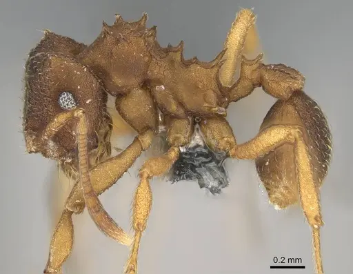 Mycocepurus smithii - CASENT0729773