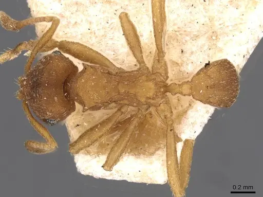 Mycocepurus smithii - CASENT0909356