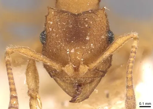 Mycocepurus smithii - CASENT0909356