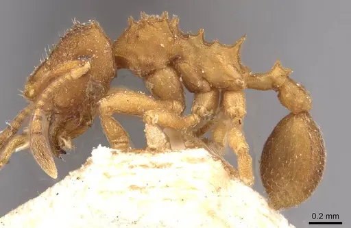 Mycocepurus smithii - CASENT0909356