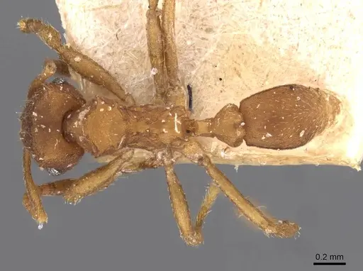 Mycocepurus smithii - CASENT0909357