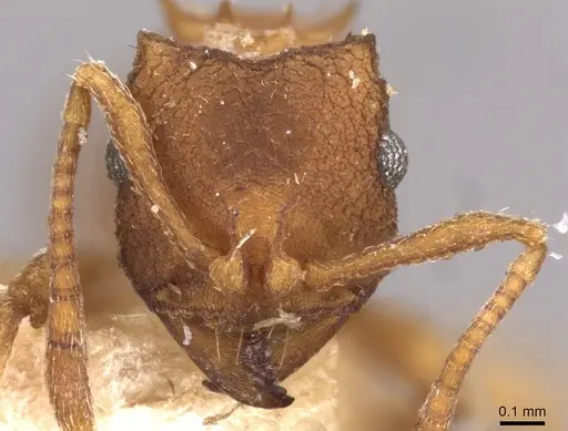 Mycocepurus smithii - CASENT0909357