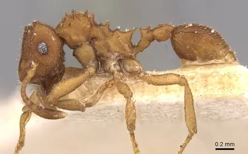 Mycocepurus smithii - CASENT0909357