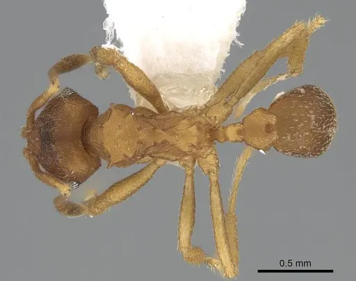 Mycocepurus smithii - CASENT0922153