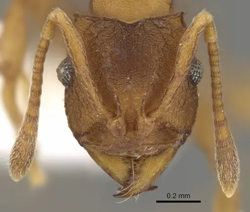 Mycocepurus smithii - CASENT0922153