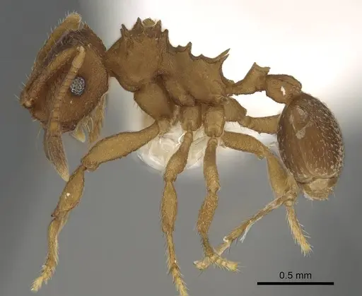 Mycocepurus smithii - CASENT0922153