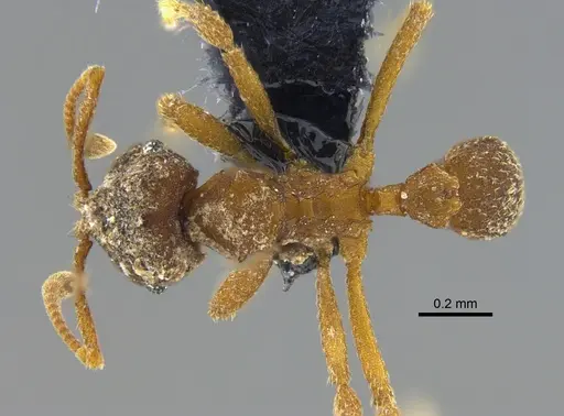 Mycocepurus smithii - CBUMAGENT41968