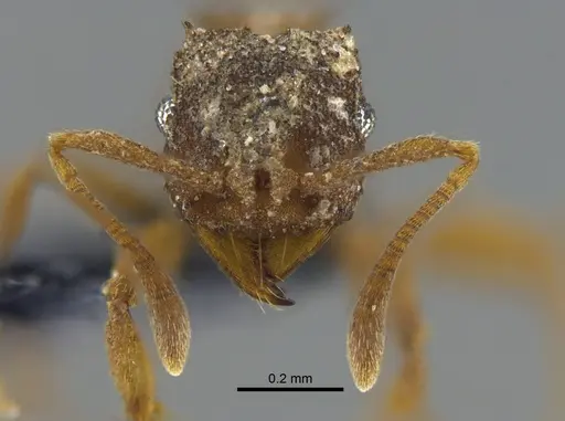 Mycocepurus smithii - CBUMAGENT41968