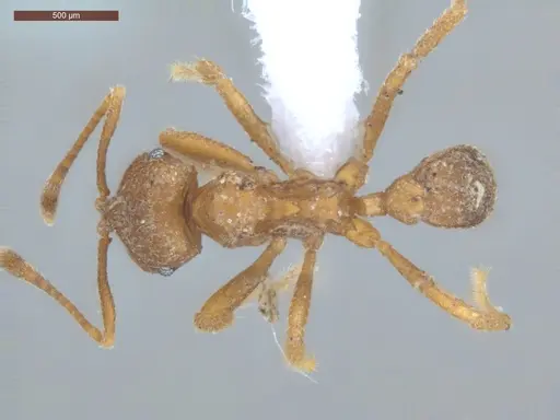 Mycocepurus smithii - ECOFOG-GRS21-0197-05