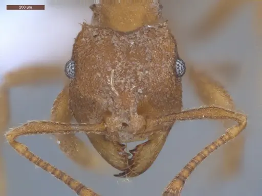 Mycocepurus smithii - ECOFOG-GRS21-0197-05