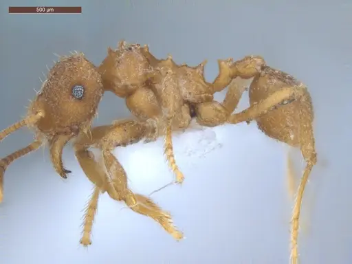 Mycocepurus smithii - ECOFOG-GRS21-0197-05