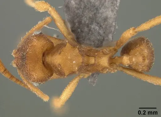 Mycocepurus smithii - USNMENT01124242