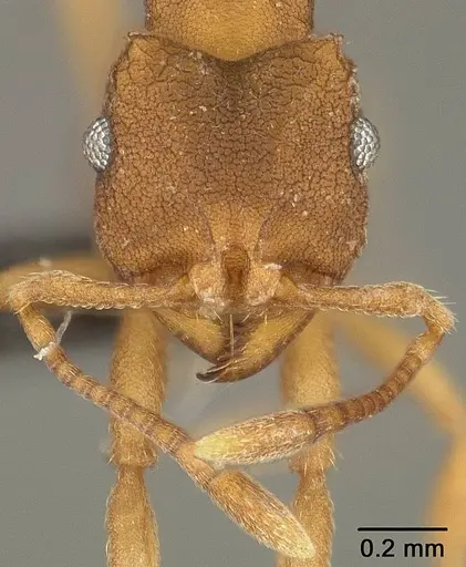 Mycocepurus smithii - USNMENT01124242