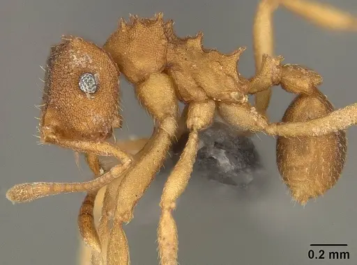 Mycocepurus smithii - USNMENT01124242