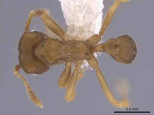 Mycocepurus tardus specimen