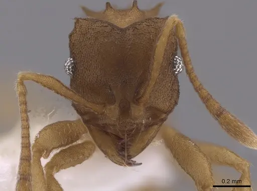 Mycocepurus tardus specimen