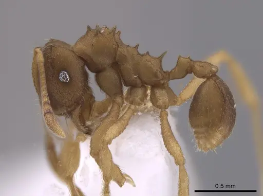 Mycocepurus tardus specimen